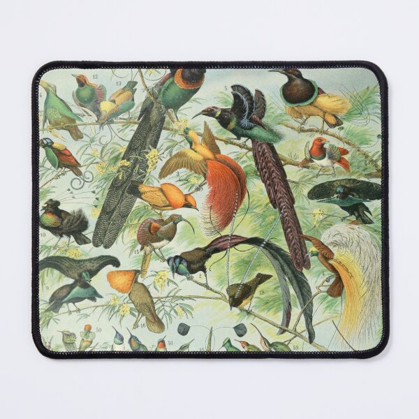 Item preview, Adolphe Millot birds vintage print designed and sold by LittleLemonx.