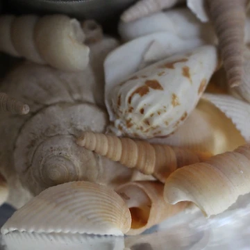 Artwork thumbnail, Shells by JuliaLyn