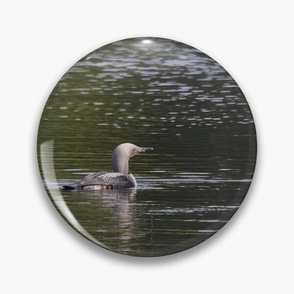 Item preview, In the morning light. Black-throated loon designed and sold by Jouko Lehto Photography.