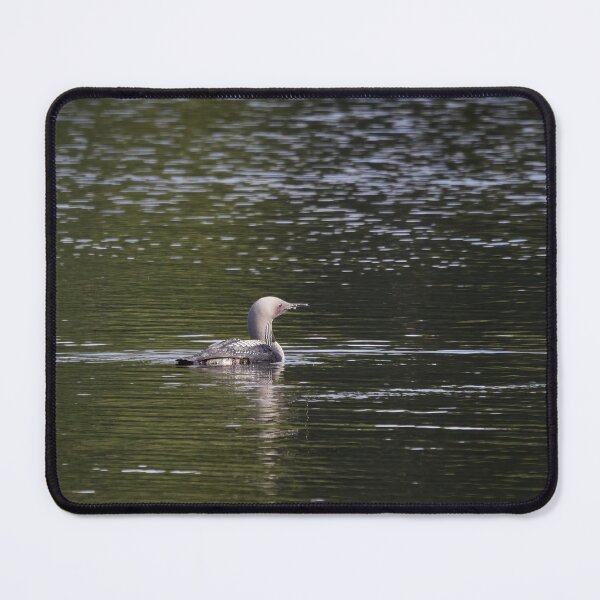 Item preview, In the morning light. Black-throated loon designed and sold by Jouko Lehto Photography.