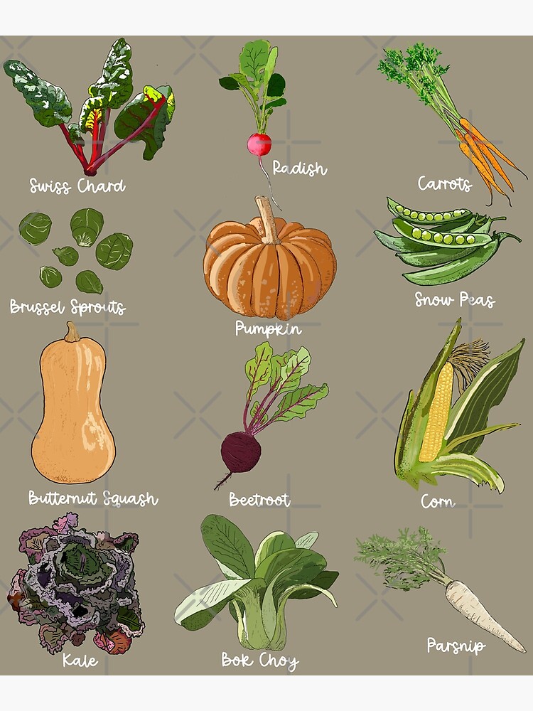 When to Harvest Fall Vegetables: Essential Tips for Perfect Timing