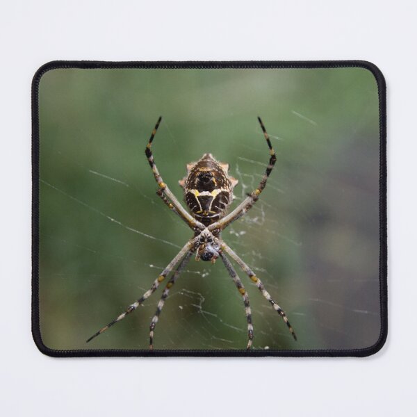 Item preview, Orb Weaver Spider designed and sold by Wayne Thomson.