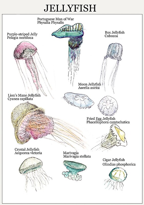 quot Jellyfish Poster quot by celestialstache Redbubble quot Jellyfish Poster quot by celestialstache Redbubble