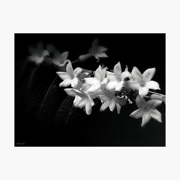 "Black and White Jasmine Flowers Photo" Photographic Print by ArtVixen