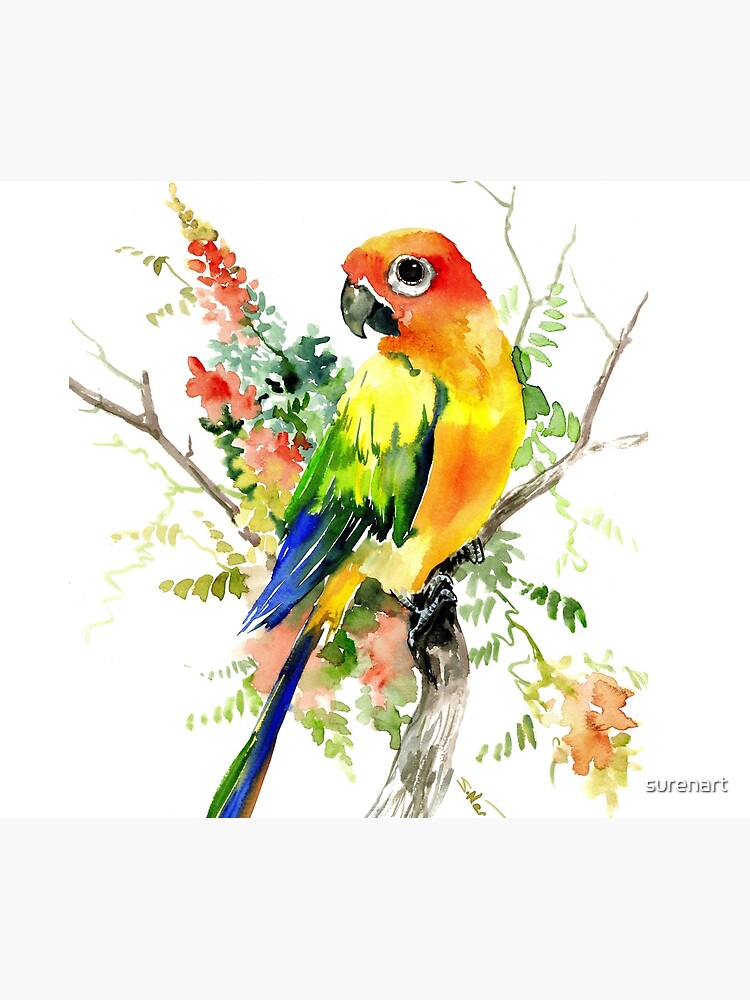 Sun Conure Parakeet by surenart