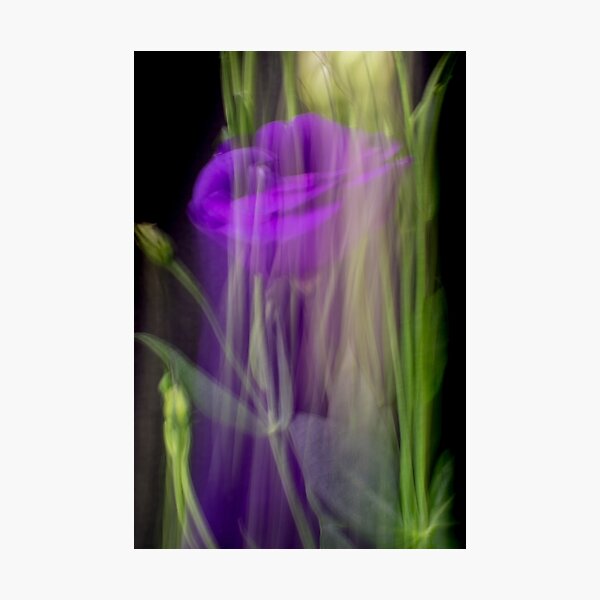 Fleur Blur-Abstract Purple Flower Photo Photographic Print
