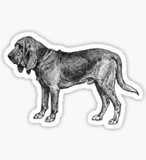 Bloodhound Sticker
