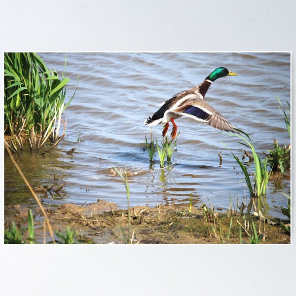 Item preview, Duck Out of Water designed and sold by John Newson.
