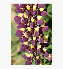 lupins Photographic Print