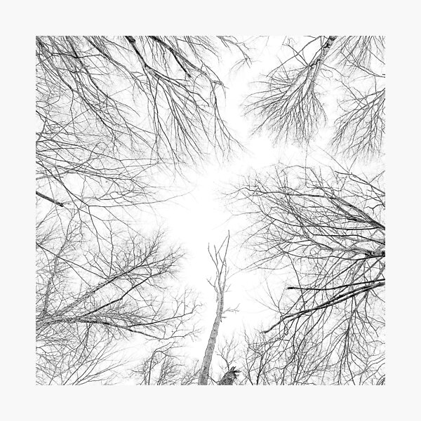 among trees and rivers (1:1) Photographic Print