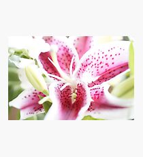 Beautiful Lily in Light Photographic Print