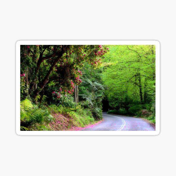 Spring on The Avenue - Mt Wilson NSW Sticker