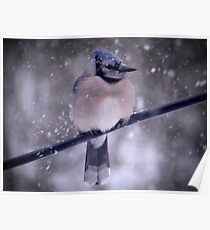 Bluejay In A Snowstorm Poster