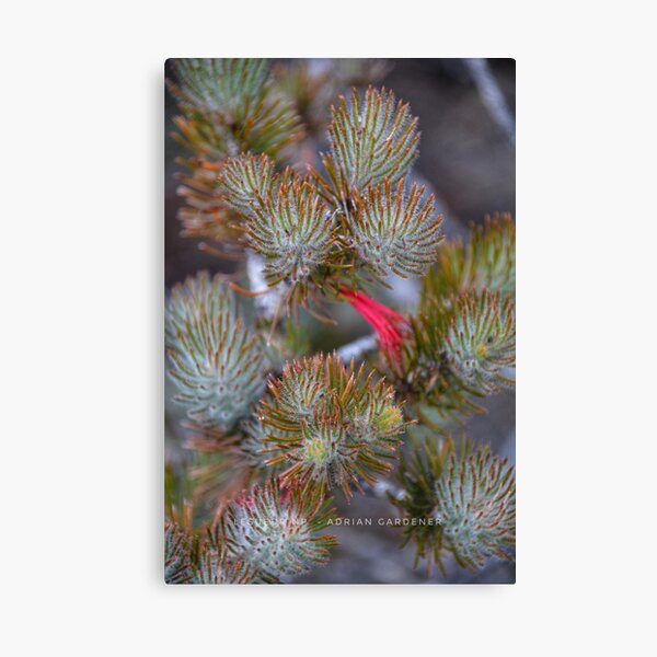 Item preview, Lesueur National Park designed and sold by garts.