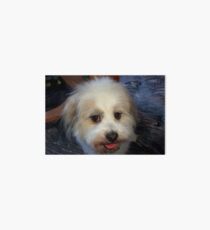 MEET OUR CUJO Art Board