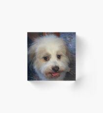 MEET OUR CUJO Acrylic Block