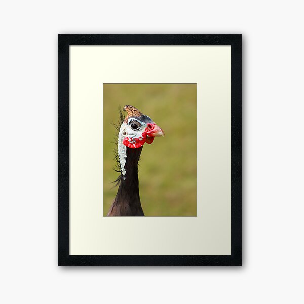 Curious Framed Art Print