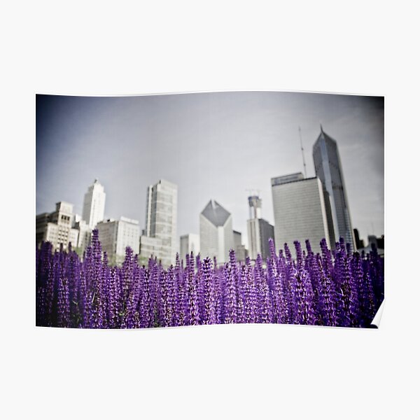 Lavender Fields - Chicago Poster
