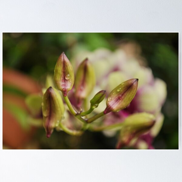 Item preview, Orchid - Kerala, India  designed and sold by Rekha Varghese.