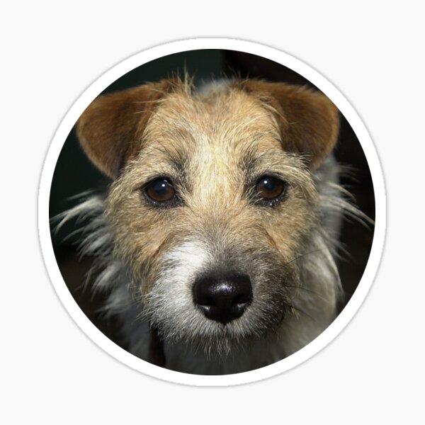 Jack Russell Terrier face Sticker