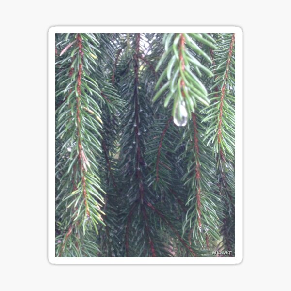 Item preview, The Fir trees and i cried today… designed and sold by drumweaver.