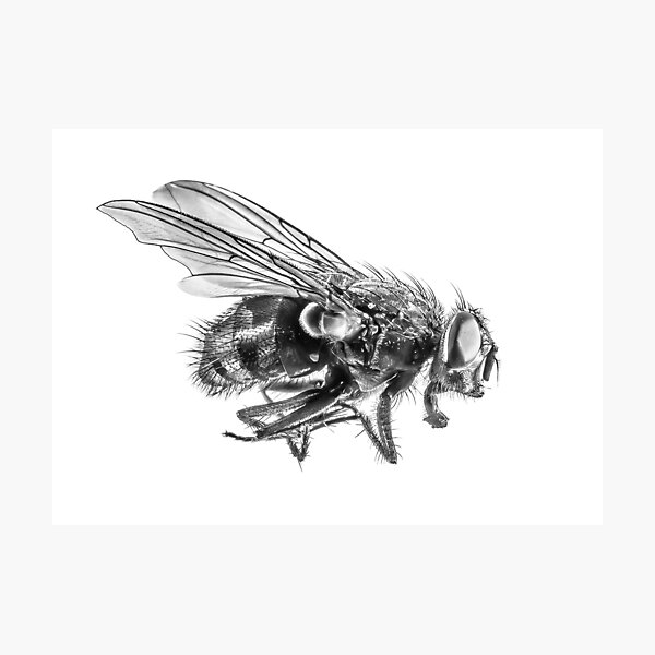 Item preview, The Fly designed and sold by GrandeDuc.