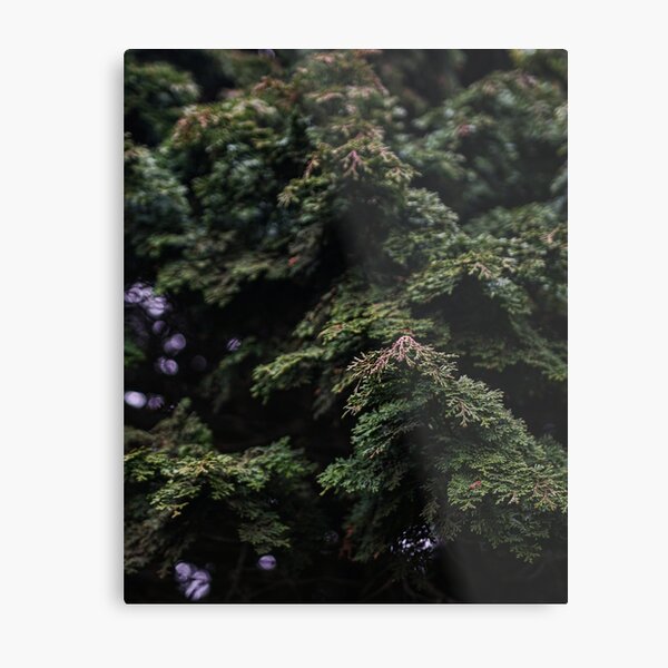 Nature Leaves Metal Print