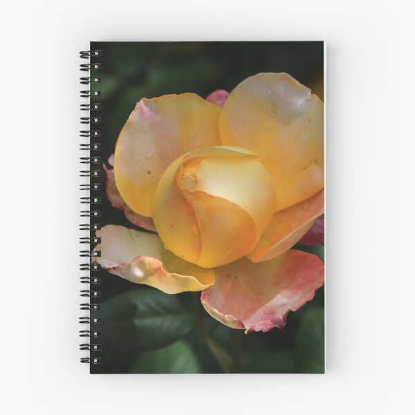 Item preview, Yellow rose Leith Park Victoria 20151114 0704   designed and sold by Fred Mitchell.