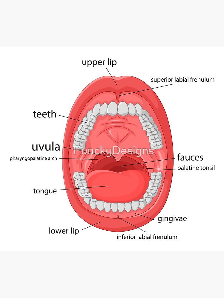 "Human Mouth Anatomy Chart" Poster for Sale by FunckyDesigns Redbubble