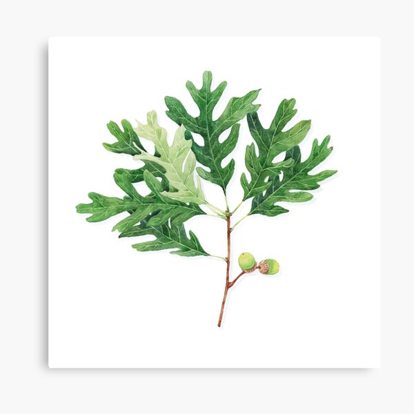 Patterns everyday | White Oak Canvas Print