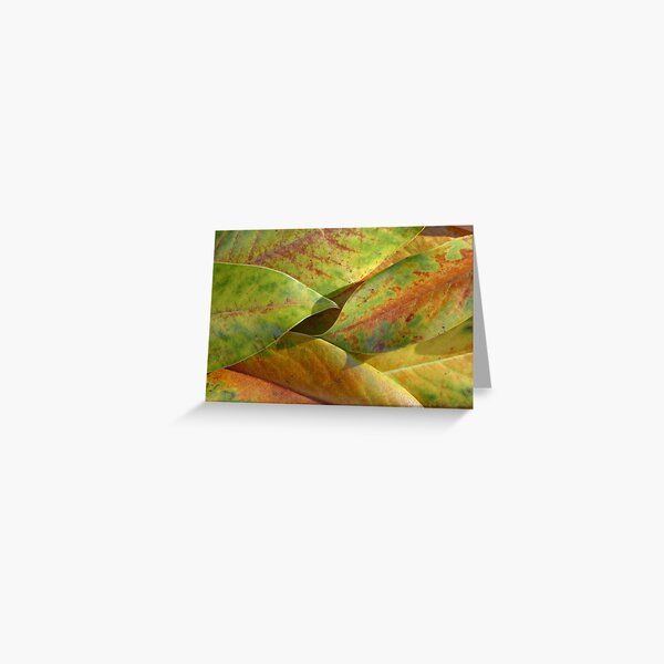 Magnolia leaves in provence autumn Greeting Card