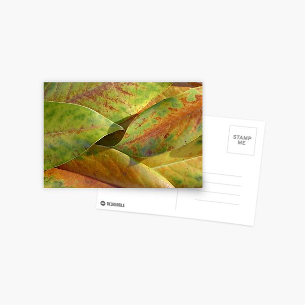 Magnolia leaves in provence autumn Postcard