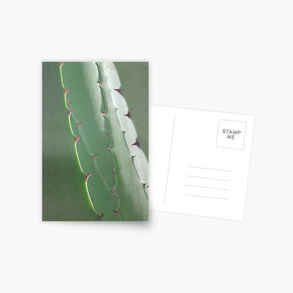 green prickly window Postcard