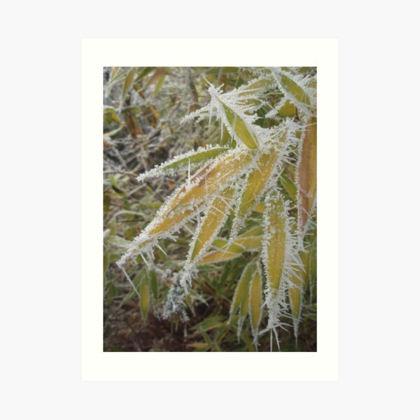 winter bamboo Art Print