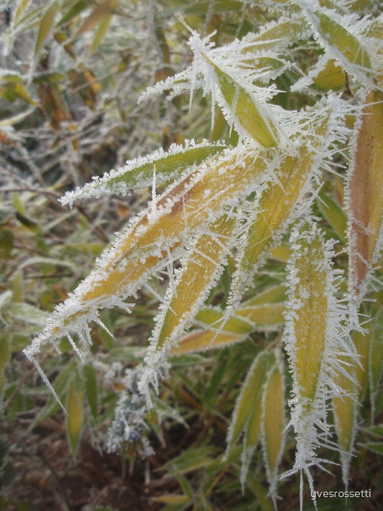 winter bamboo by yvesrossetti