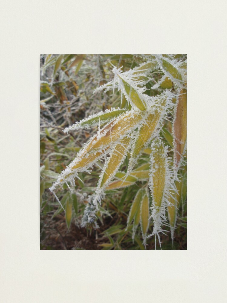 Alternate view of winter bamboo Photographic Print