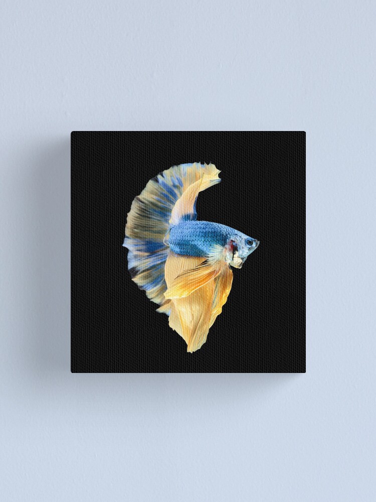 Blauer Gelber Halbmond Betta Splenden Siamesischer Kampffisch Leinwanddruck Von Nessflett Redbubble