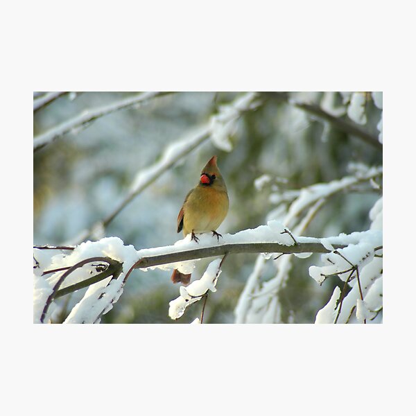 A Beautiful Winter Morning Photographic Print
