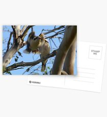 Laughing Kookaburra Postcards