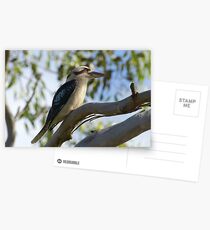 Laughing Kookaburra Postcards