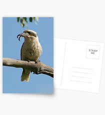 Laughing Kookaburra Postcards