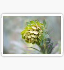 Euphorbia Sticker