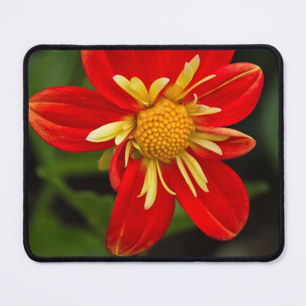 Item preview, Red Dahlia designed and sold by Viv Thompson Photography .