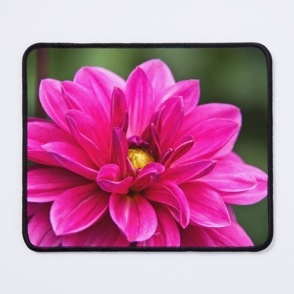 Item preview, Delicious Dahlia designed and sold by Viv Thompson Photography .