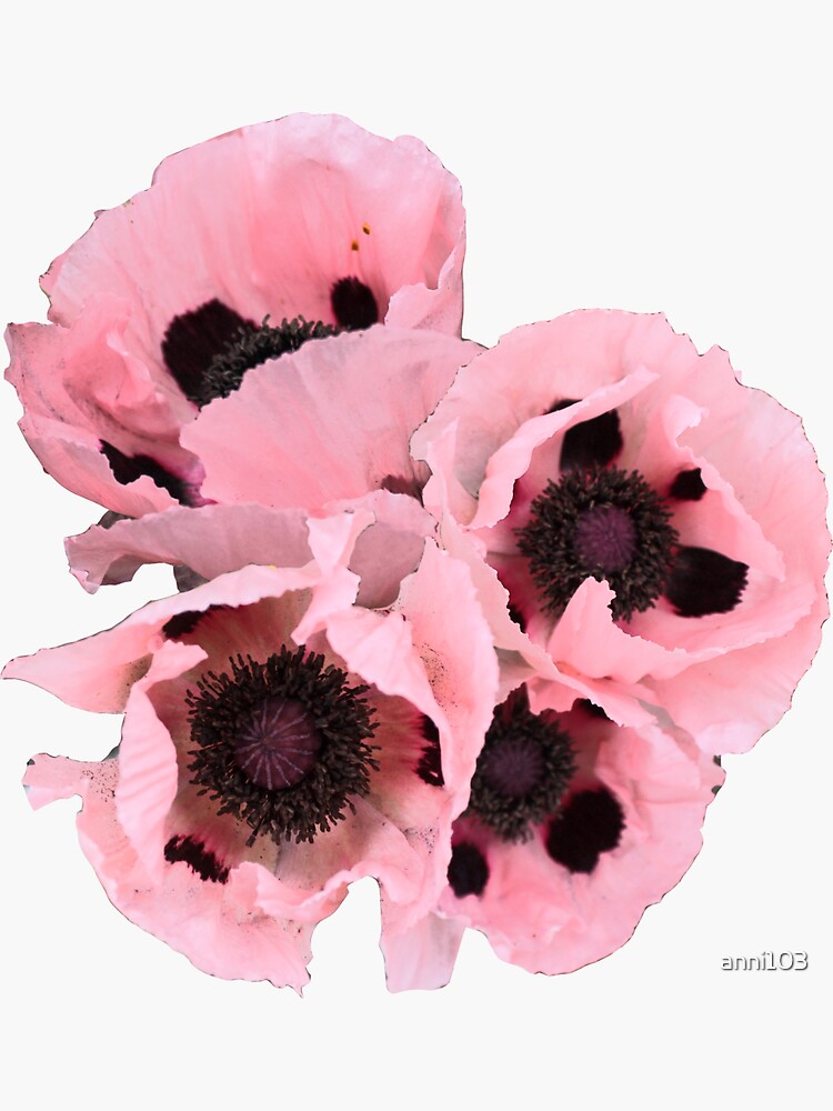 Poppies in the pink by anni103