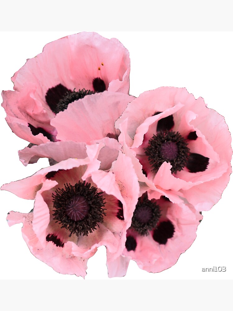 Poppies in the pink by anni103