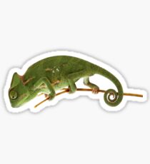 CHAMELEON Sticker