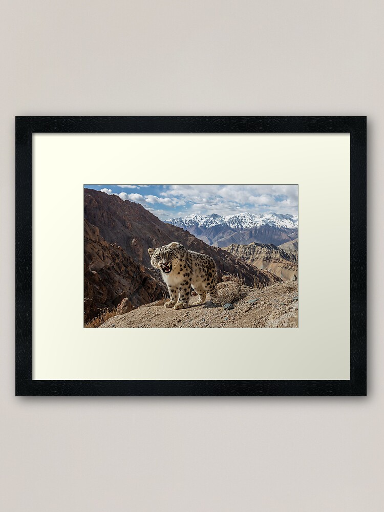 Thumbnail 2 of 7, Framed Art Print, Growling Snow leopard designed and sold by sascha-fonseca.