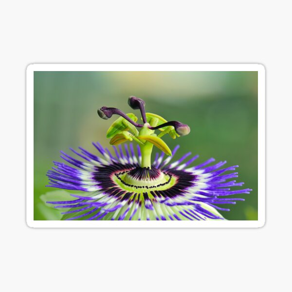 Passiflora Flower Sticker