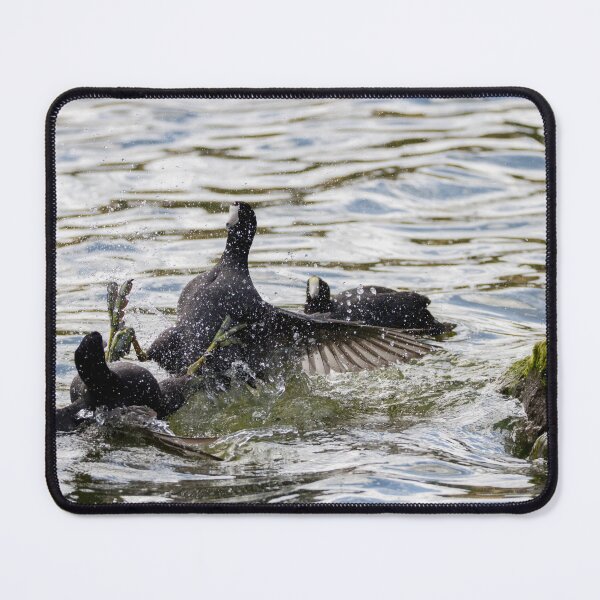 Item preview, Coot Fight  designed and sold by Wayne Thomson.